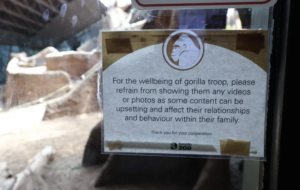 Lees meer over het artikel Toronto zoo: maak Nassir de Gorilla niet gek met die video’s op jullie telefoons