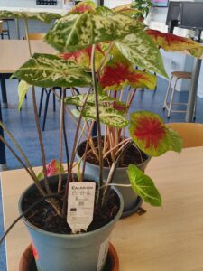 Lees meer over het artikel Hoe heten de planten in het IT-lokaal?